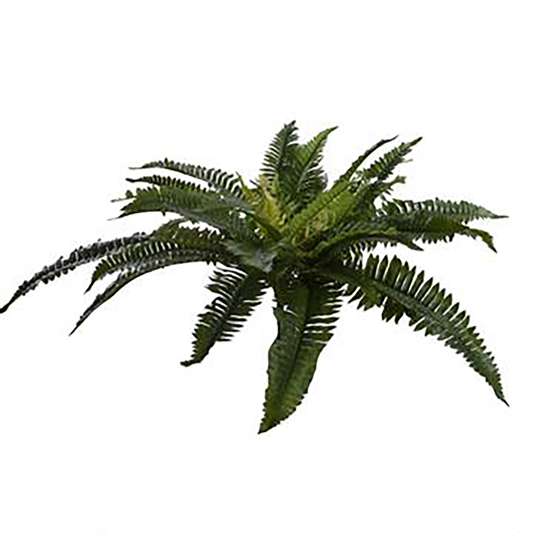 boston fern cm green ()