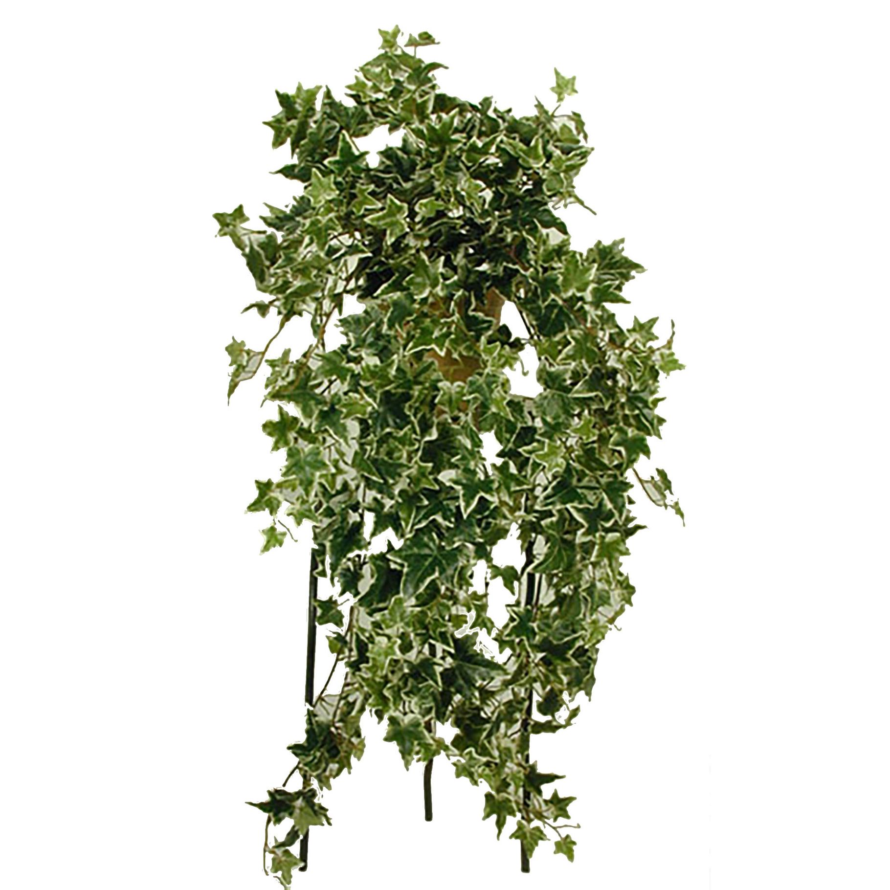 bush holland cm klimop
