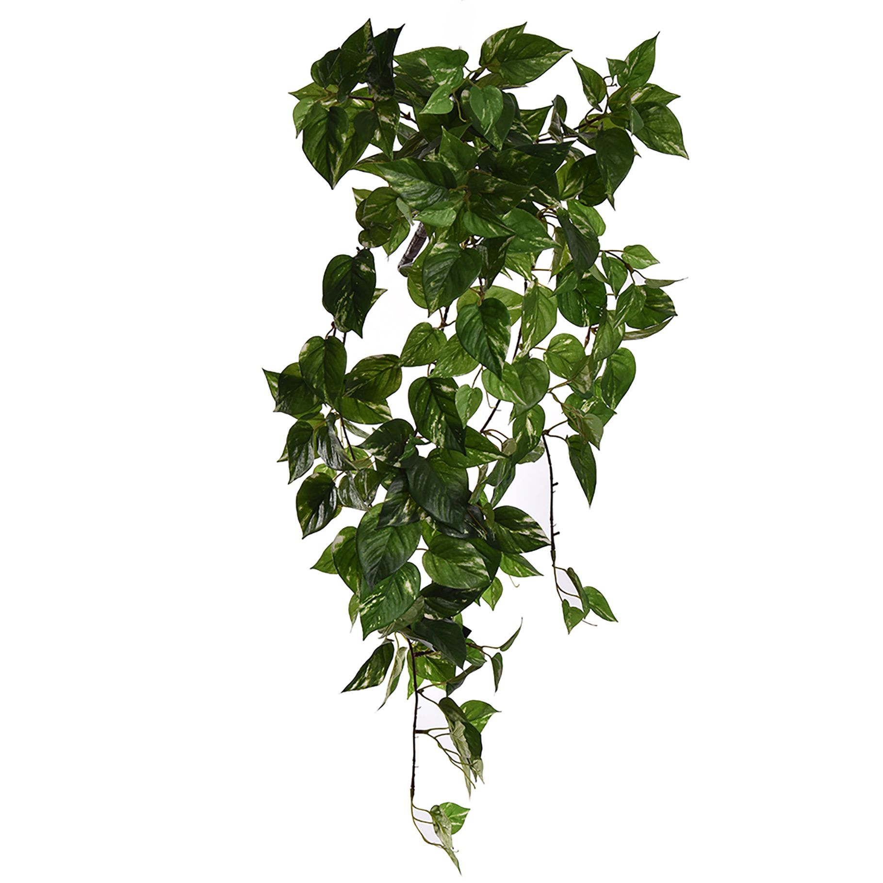 bush pothos